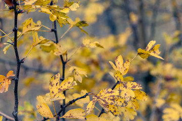 Tree branch with yellowed leaves in the autumn
