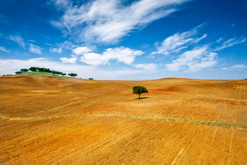 Lonely tree at alentejo, Portugal - 333307464