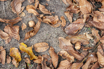 Dry withered walnut leaves after autumn leaf fall on the ground with walnuts
