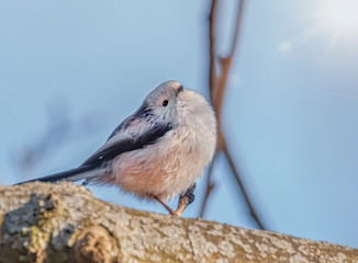 Schwanzmeise genießt die Sonne