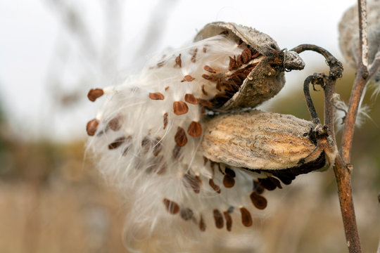 Milkweed pods releasing its seeds on an autumn meadow