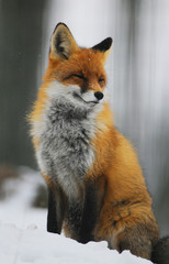 Fototapeta premium Portrait of Red Fox (Vulpes vulpes) in winter