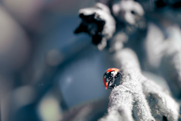 cold mood ladybug