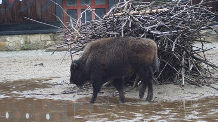 Tier Zoo