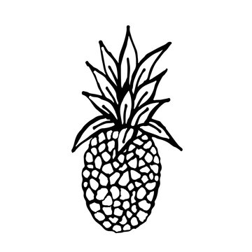  Vector image of fruits. Doodle style. Summer tropical and garden fruits. Sketches for children. Elements for doctrine and print on clothing.