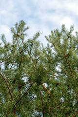 Obraz premium Pine branches against the blue sky