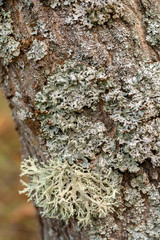 Tree trunk texture and background with moss and lichen. Mossy bark tree texture.