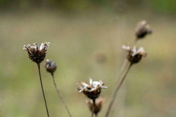 Small dry flower on an autumn meadow