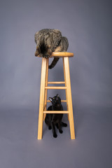 Naklejka premium Two playful domestic pets actively playing around wooden bar stool cats looking at each other 