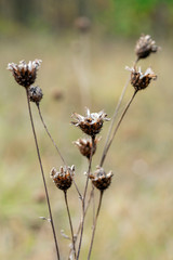 Small dry flower on an autumn meadow