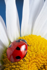 red ladybug on camomile flower, ladybird creeps on stem of plant in spring in garden in summer © Chepko Danil