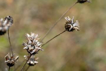 Small dry flower on an autumn meadow