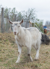 white goat portrait in country farm