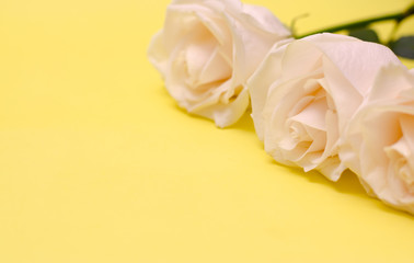 Three beige roses on a yellow background. Place for your text.