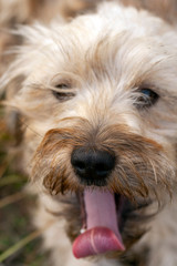 Small white dog playing in the autumn grass