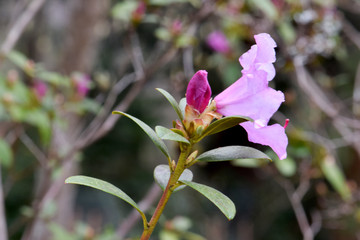 Fototapeta premium Rhododendron Emasculum 01