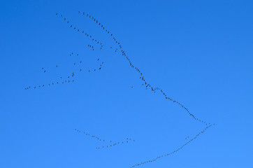 Group of swans flying in blue sky in spring,photo