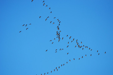 Group of swans flying in blue sky in spring,photo