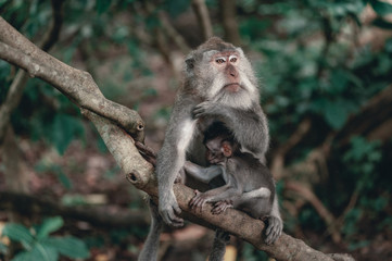 Monkeys on the territory Monkey Forest - a temple complex in Ubud among the tropical jungle.