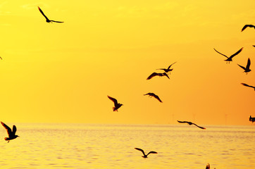 Sea gulls silhouettes on yellow sunset sky flying above sea, romantic background, photo