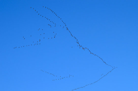 Group of swans flying in blue sky in spring,photo