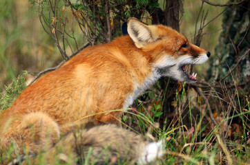 Naklejka na ściany i meble Portrait of Red Fox (Vulpes vulpes)