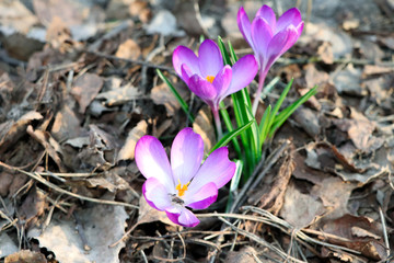 Crocus. Spring flowers. Early spring, Crocus vernus. Iridaceae.