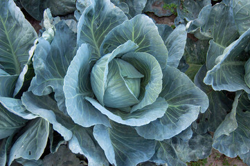Fototapeta na wymiar White cabbage is a biennial vegetable crop, belongs to the cruciferous family