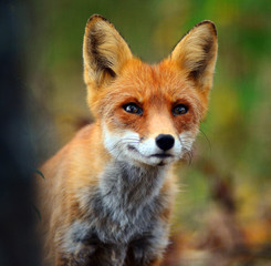 Portrait of Red Fox (Vulpes vulpes)