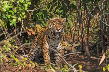 Fototapeta na wymiar Jaguar Roaring in the Jungle