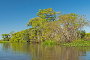 Fototapeta premium Pantanal Riverside Habitat in the Sun