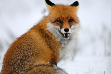 Obraz premium Portrait of Red fox (Vulpes vulpes) in winter