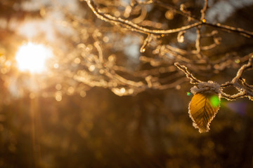 Leaves and branches in cold weather with frost and small icicles lit by winter sun. Detail on small brown leaf. Twigs with frost backlit with sun.