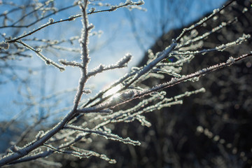 Leaves and branches in cold weather with frost and small icicles lit by winter sun. Detail on small brown branch, Twigs with frost backlit with sun.