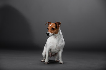 Beautiful dog Jack Russell Terrier on the backgrounds