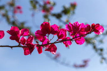 flora tropical