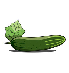 Single green cucumber isolated on white background