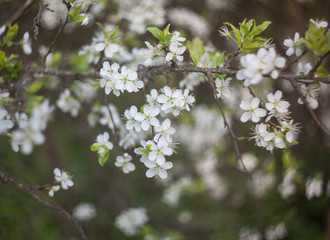 blooming apple tree with tiny white flowers