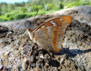 butterfly sits on a stone