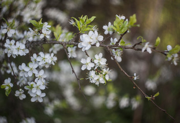 blooming cherry tree