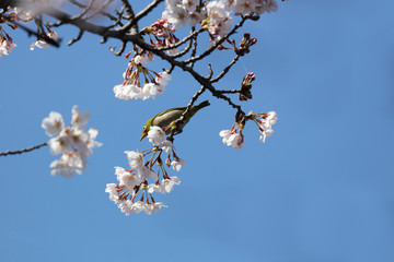 桜とメジロ