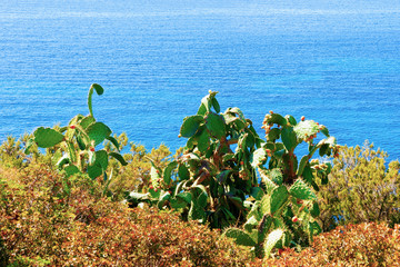 Nature and cacti at Mediterranean Sea in Villasimius in Sardinia reflex
