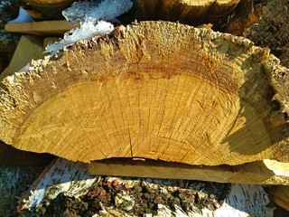 Image of carved oak. The texture of the tree on the cut.