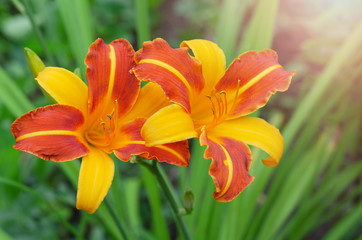 Blooming shrub of two-color daylily with yellow and orange petals. Selective focus