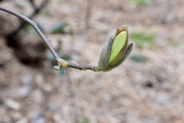 Magnolia Bud 04