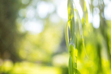 Obraz na płótnie Canvas Natural green bright blur forest of sunny summer day. Defocus bokeh background
