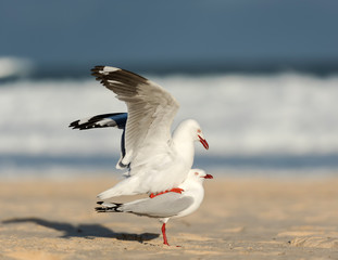 Seagulls on the beach, Bondi Beach Australia