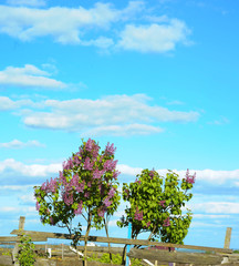Flowering bush lilac with cloudy sky background, rural scene