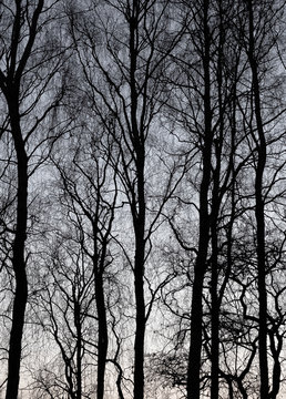 trees in fog black white