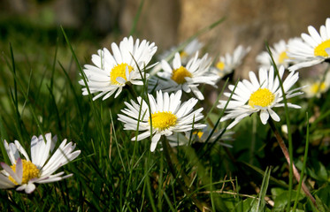 White flowers in grass